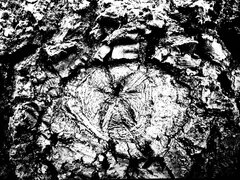 4A00D29E-EFFB-4311-95D6-216CC998D5C8.jpeg