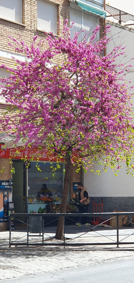 Wiosna wiosna różowo  mi❤️❤️ - Adminki