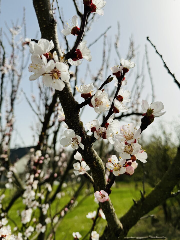 IMG_0007.jpeg - MattVegass