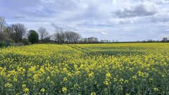 IMG_3339.jpeg
