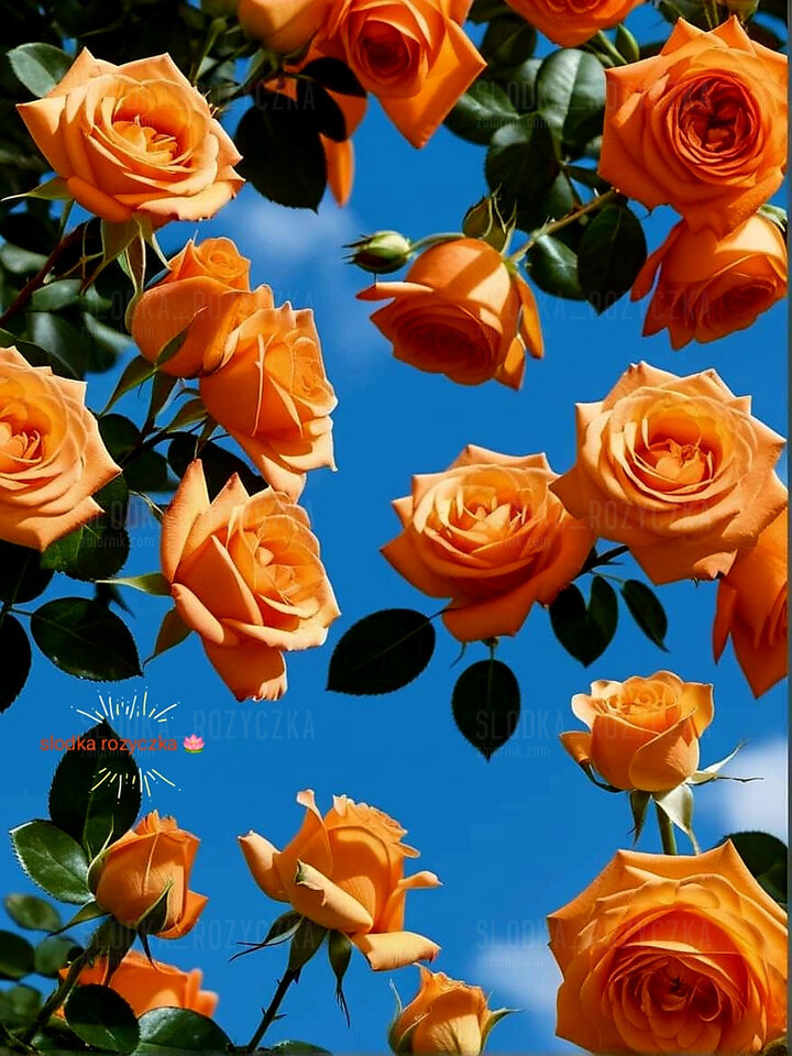 🌺🌿🌺🌿🌺🌿🌺🌿🌺 - Slodka_Rozyczka