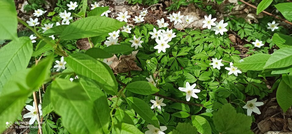 IMG_20240331_140712.jpg - Malinowacipka