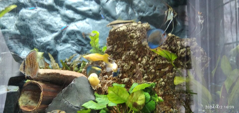 IMG_20240402_163913_1.jpg - Geralt197