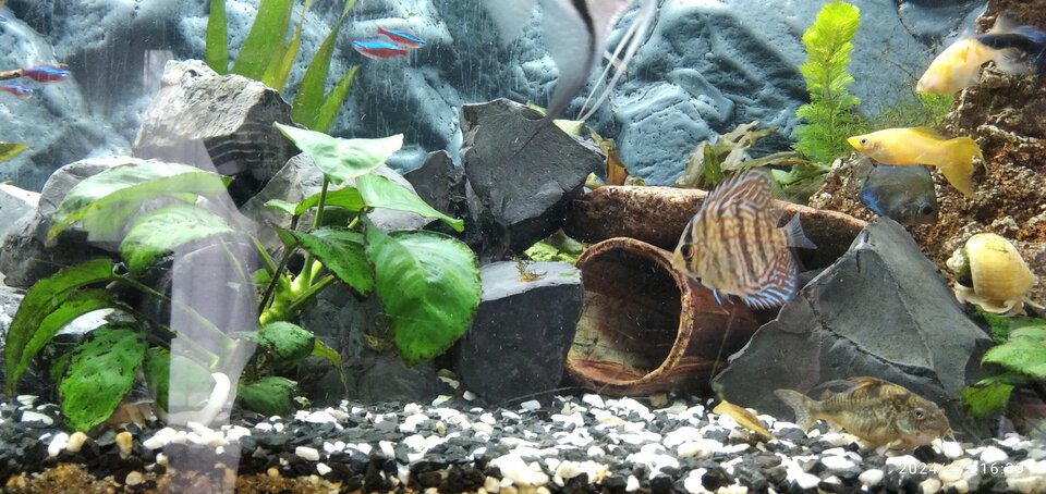 IMG_20240402_163919.jpg - Geralt197