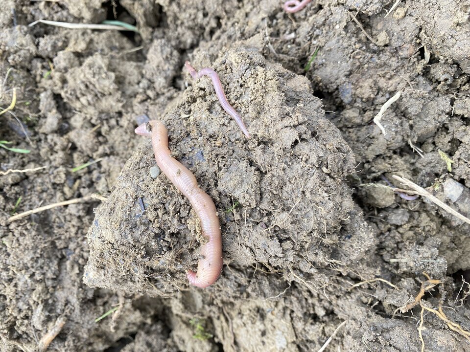 IMG_9604.jpeg - May_Day