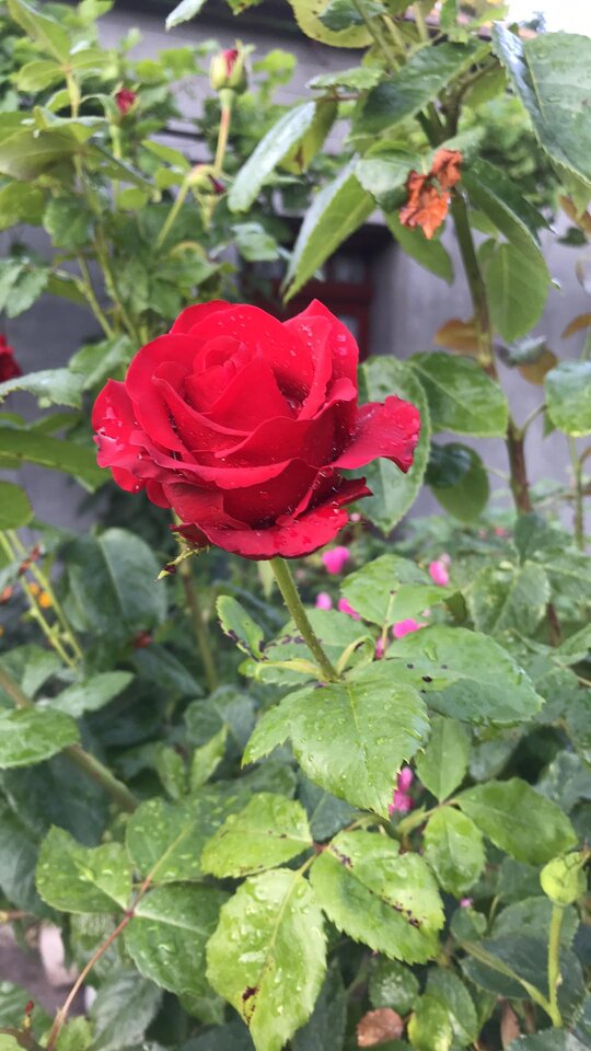 received_794632195710996.jpeg - Jacekplacek66688