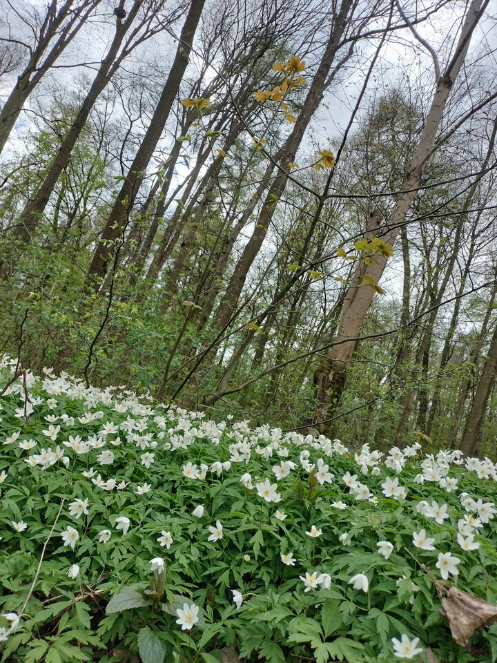 IMG20240405134057.jpg - MattVegass