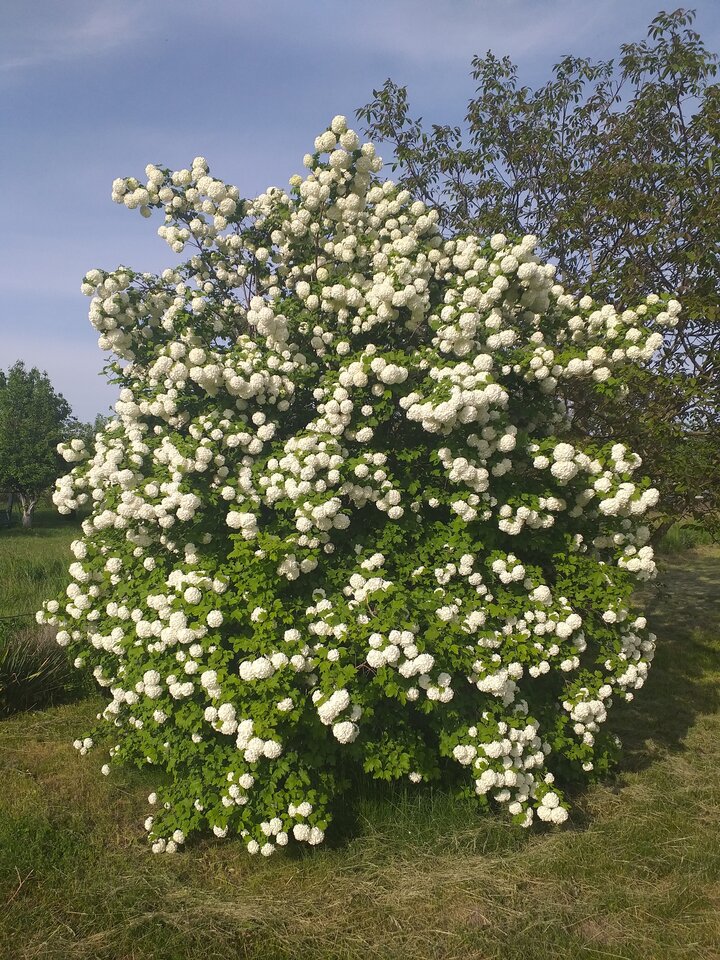 20230522_172339.jpg - DarMaj71