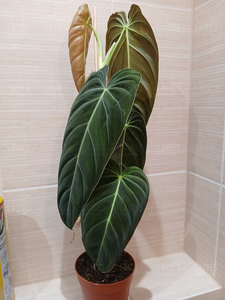 1000001415.jpg - laudes