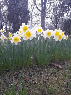 Pachną niesamowicie, aż wszystko rozkwita ...