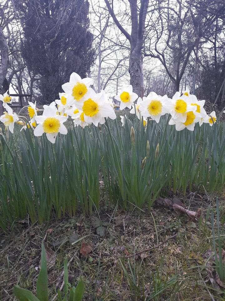 Pachną niesamowicie, aż wszystko rozkwita ... - DarMaj71