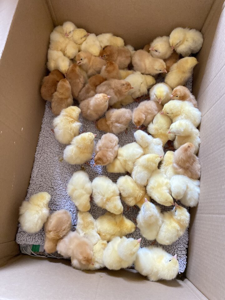 IMG_9675.jpeg - May_Day