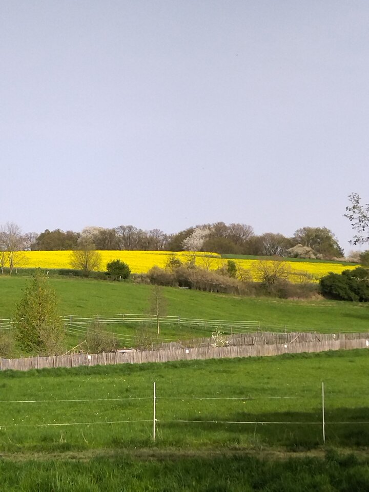 IMG_20240408_163407.jpg - Guzik11