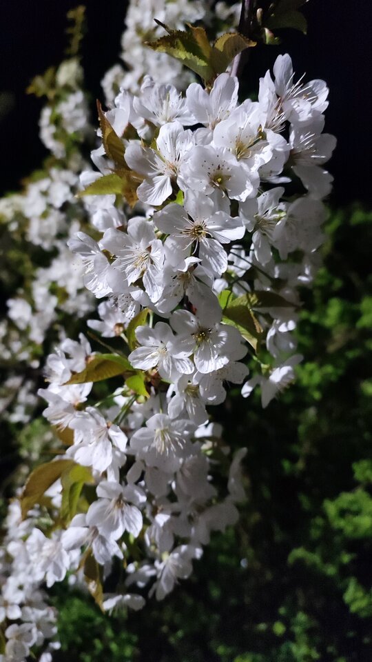 IMG_20240408_220402.jpg - PanPiotrKielce