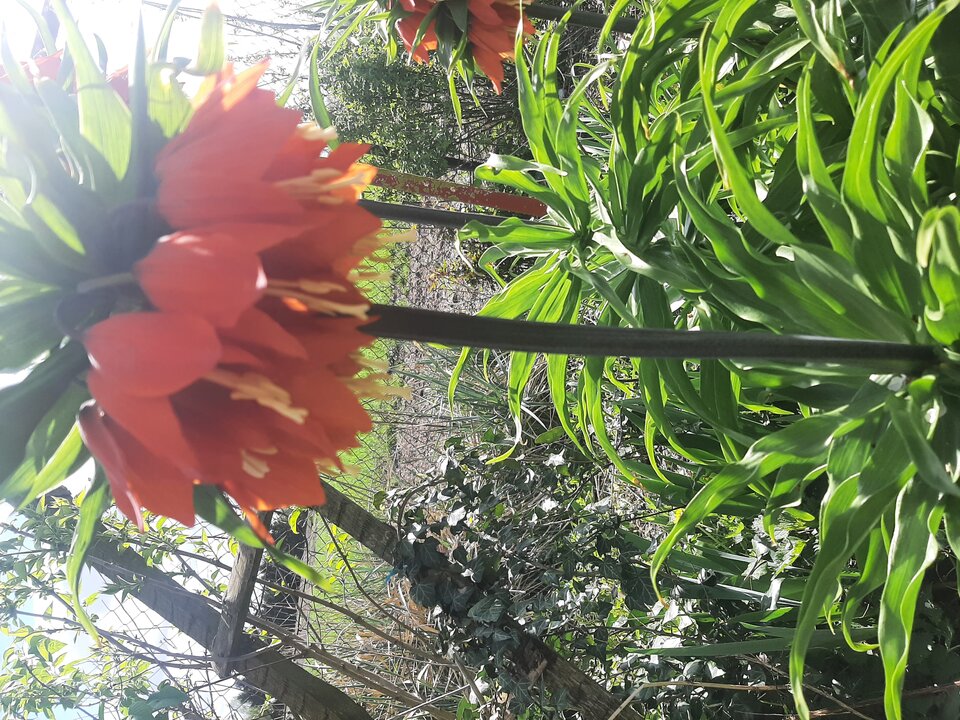 20240411_112818.jpg - Krzyszto1234