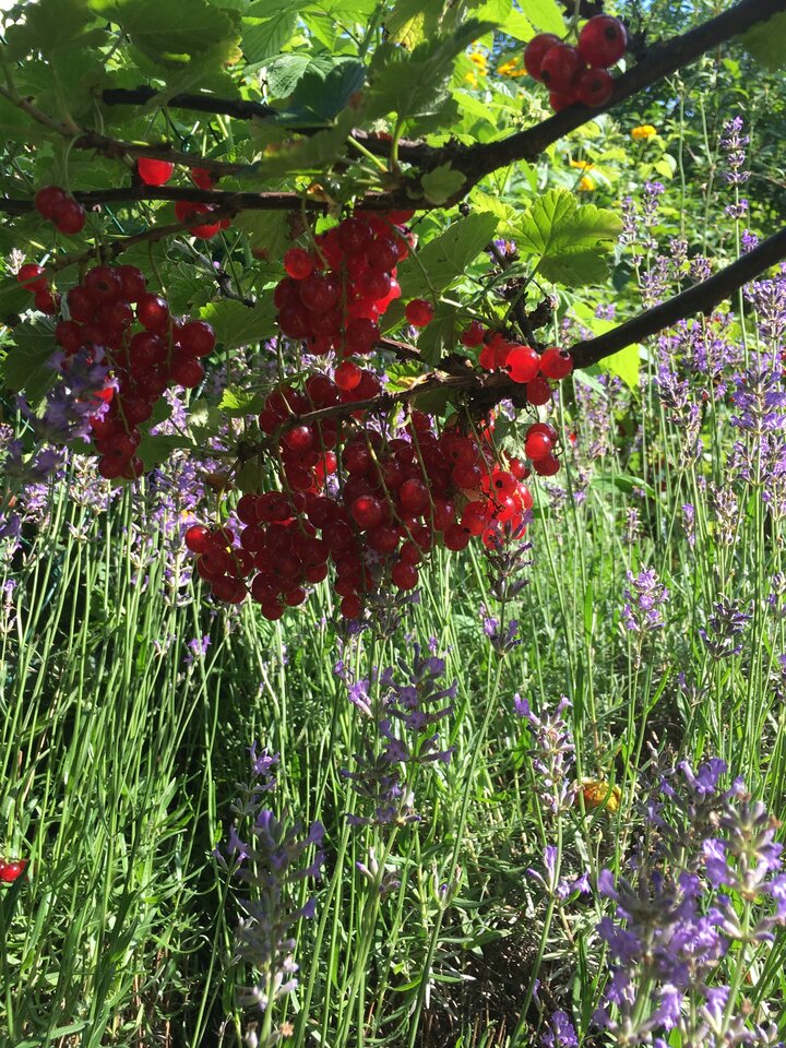 Od żywota pustego bez muzyki i pieśni chroń nas. - kickic
