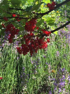 Od żywota pustego bez muzyki i pieśni chroń nas.