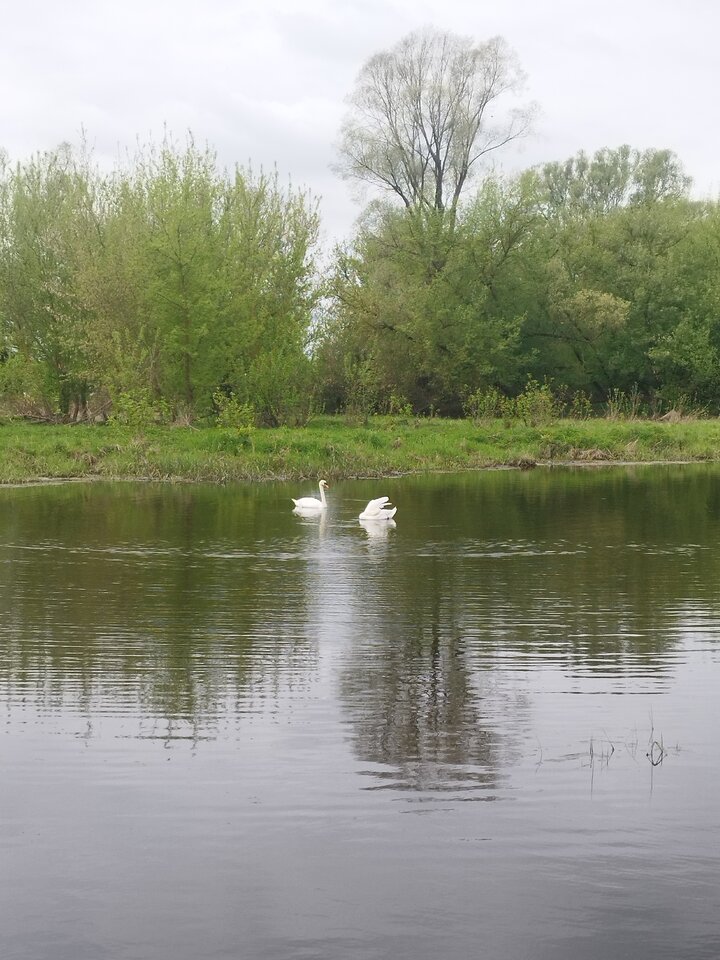 IMG_20240412_112954.jpg - Lear69