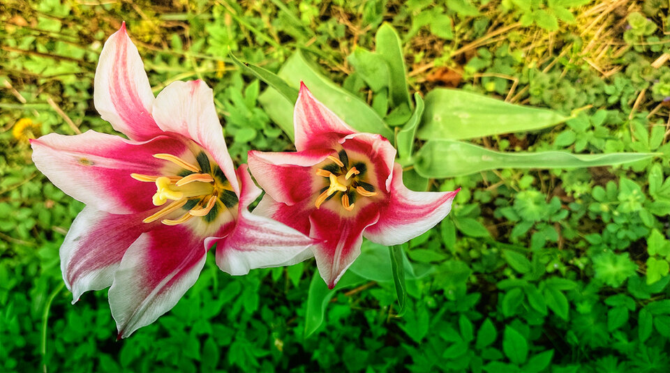 20240407_101921z.jpg - mazi39