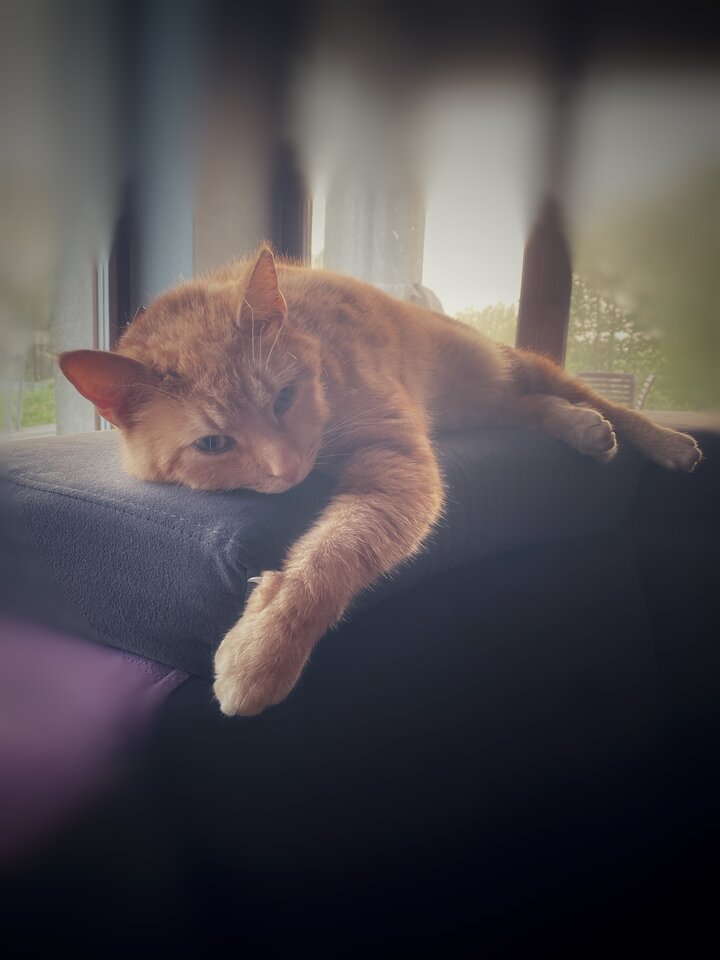 🐈🦅😻 - serialowapara19782