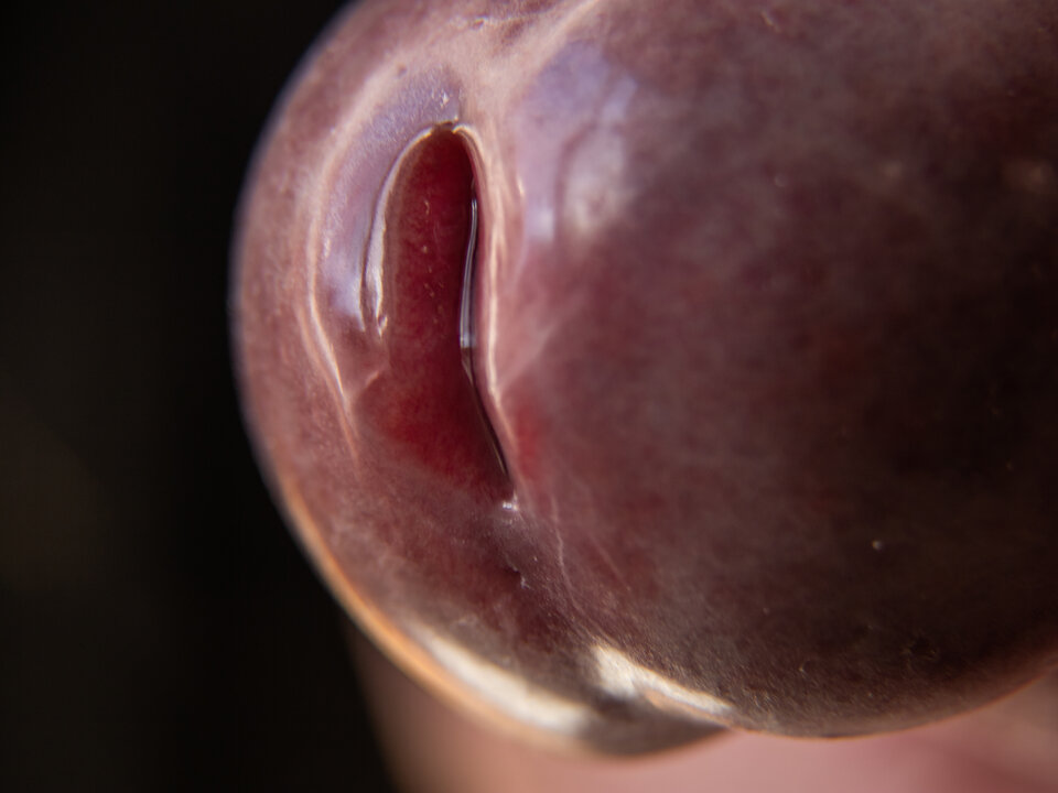 makro 1.jpg - Fotoizer