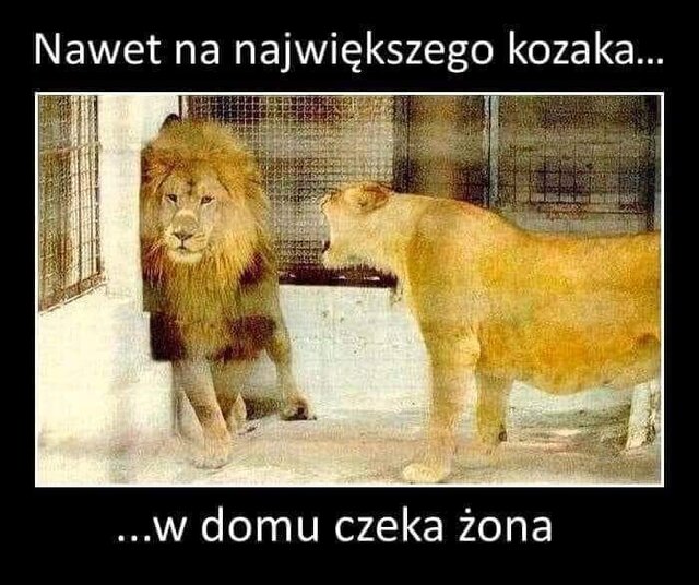 ... a w domu potulny jak baranek :-) - DarMaj71