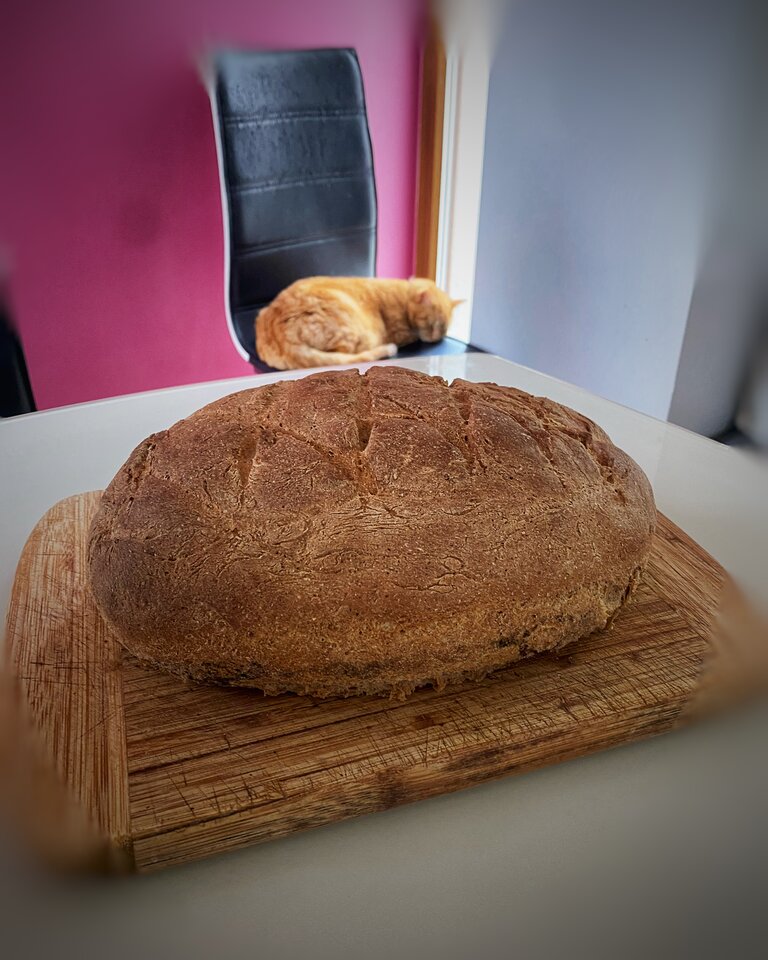 🐈🍞🤣 - serialowapara19782