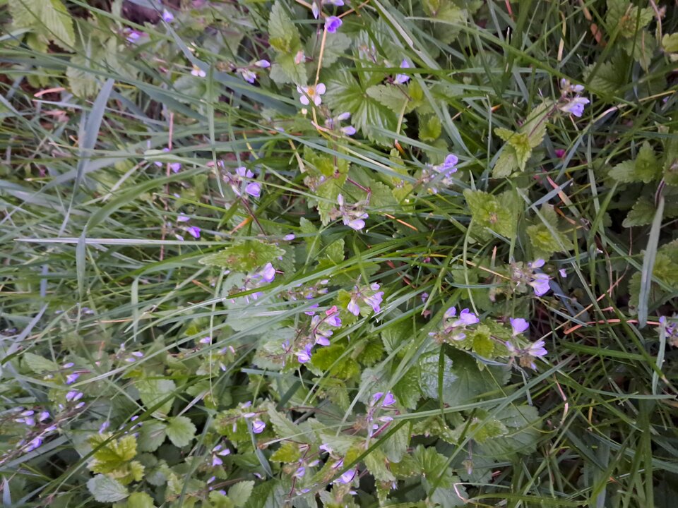 1000043947.jpg - Skiper8