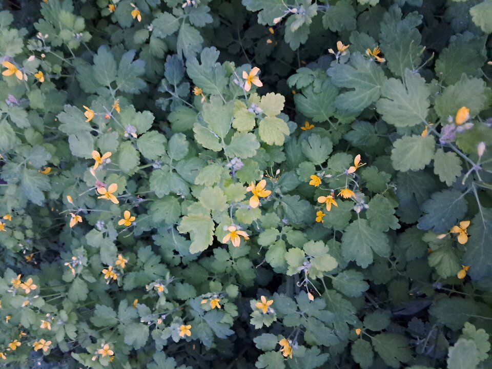 1000043948.jpg - Skiper8