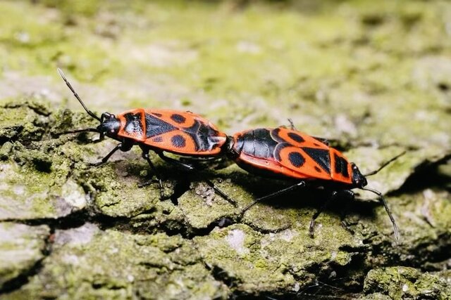 IMG_0011.jpeg - May_Day