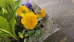 Be always yourself ❤️