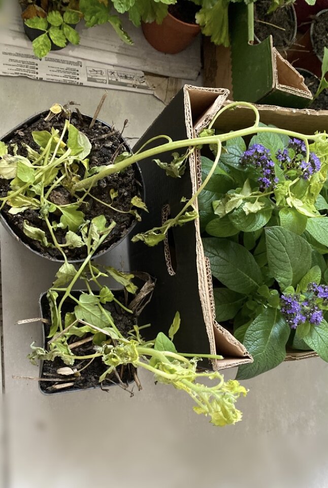 IMG_0087.jpeg - May_Day