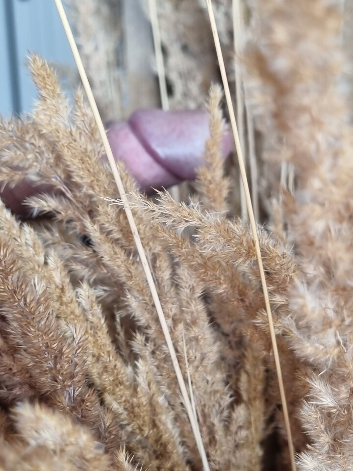 1000023207.jpg - cytrynowyogien