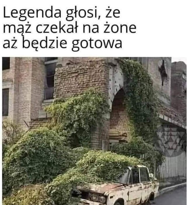 sloneczniki40