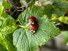 W biały dzień na lisciu