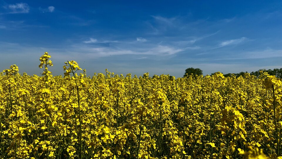 Pole.jpeg - Sexoludy