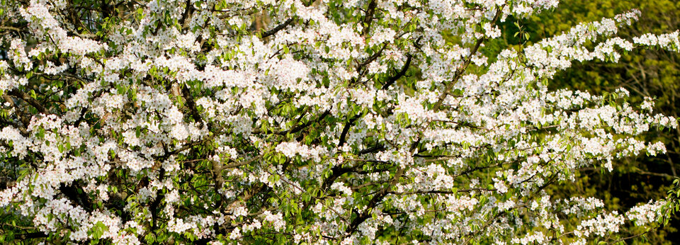 kwiatki.jpg - Majka84