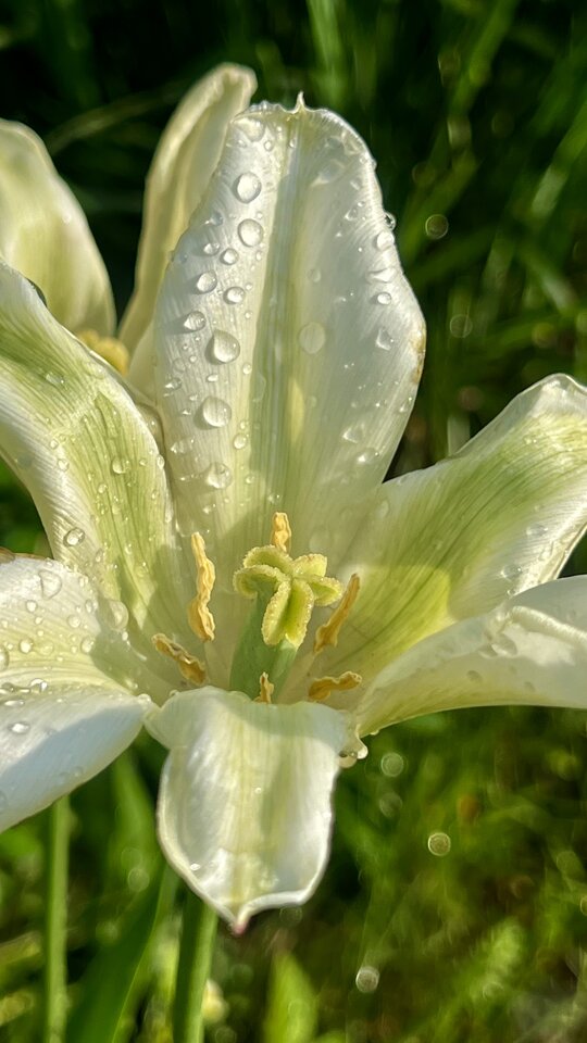 Kfiatek.jpeg - Sexoludy