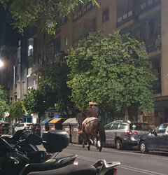 Dobrej nocy koniki💪💪