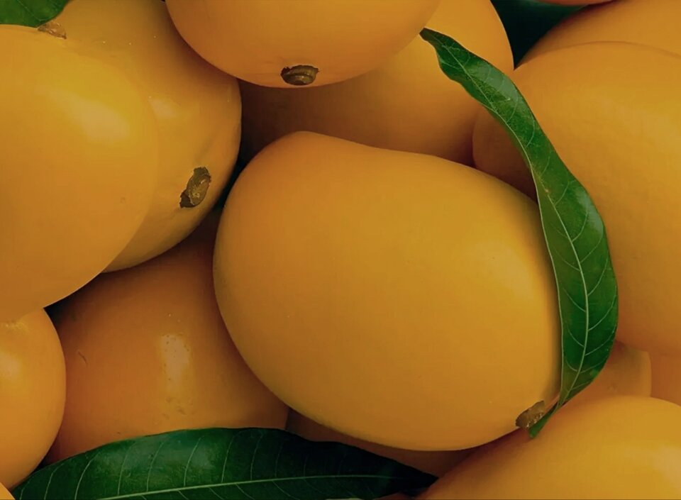 Orange - phenisex