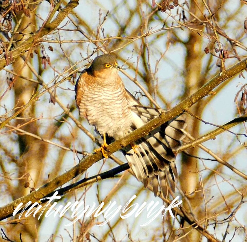 zb-nw-balet.jpg - naturywybryk
