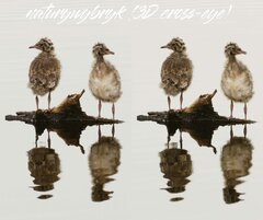 zb-nw-3D RL(cross-eye)141-606.jpg