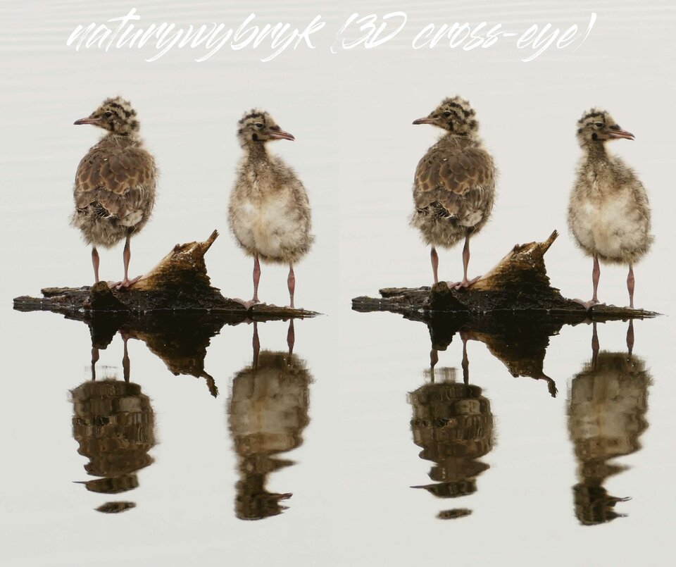 zb-nw-3D RL(cross-eye)141-606.jpg - naturywybryk