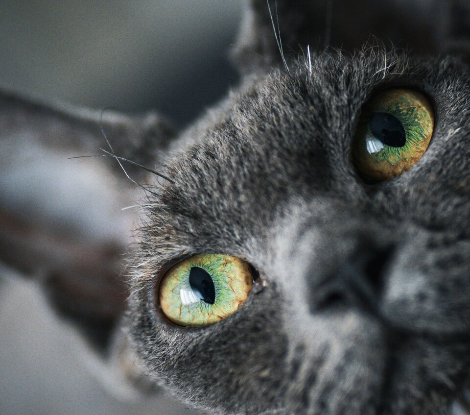 SAM04883.jpeg - Devilsonly666ma