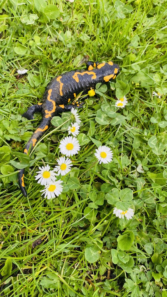 IMG_1130.jpeg - May_Day