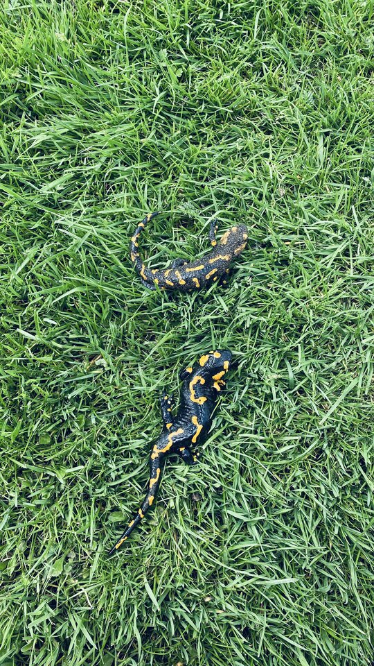 IMG_1133.jpeg - May_Day