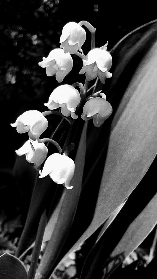 IMG_20240511_132347290_HDR~3.jpg - Tabas0