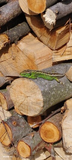Jak widać nie tylko ludzie uwielbiają wygrzewać się,w słoń