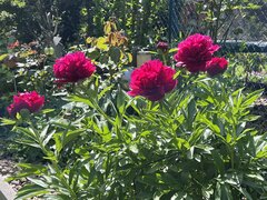 IMG_4952.jpeg