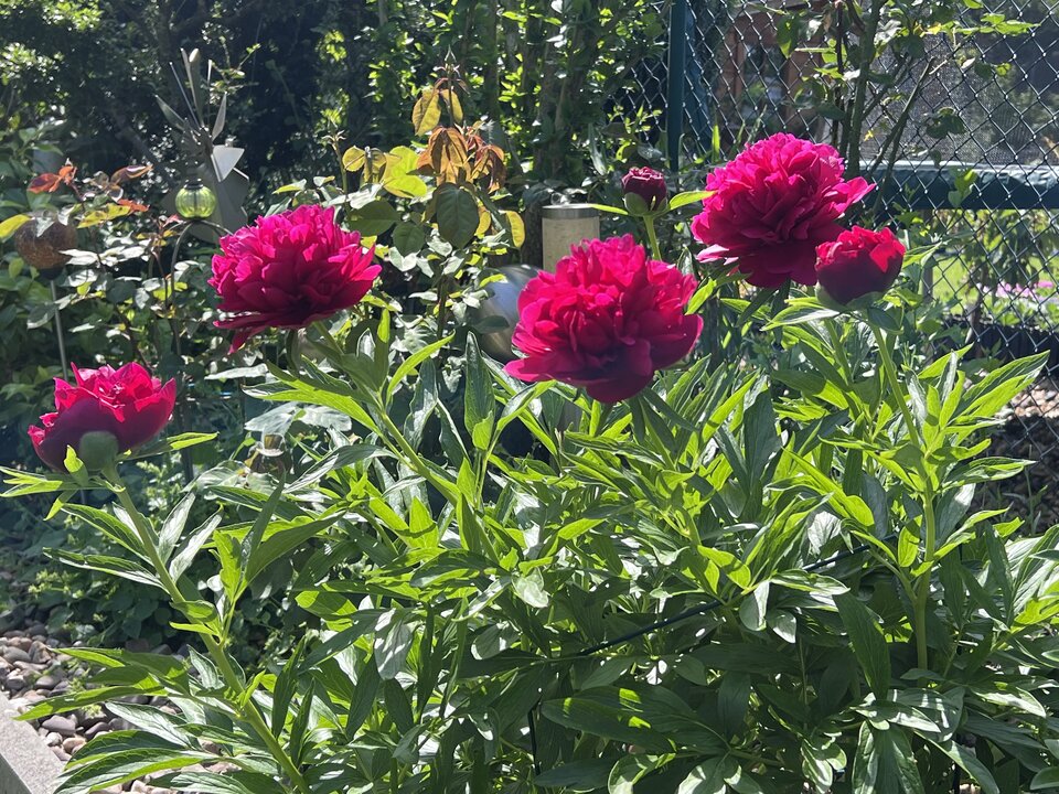 IMG_4952.jpeg - nrw670n